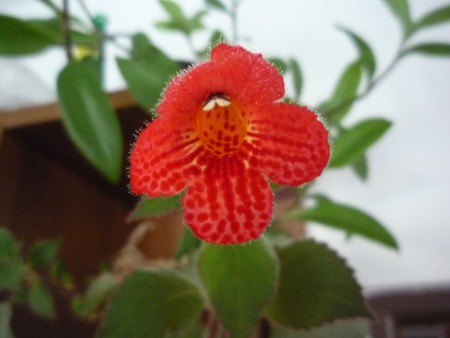 kohleria eriantha